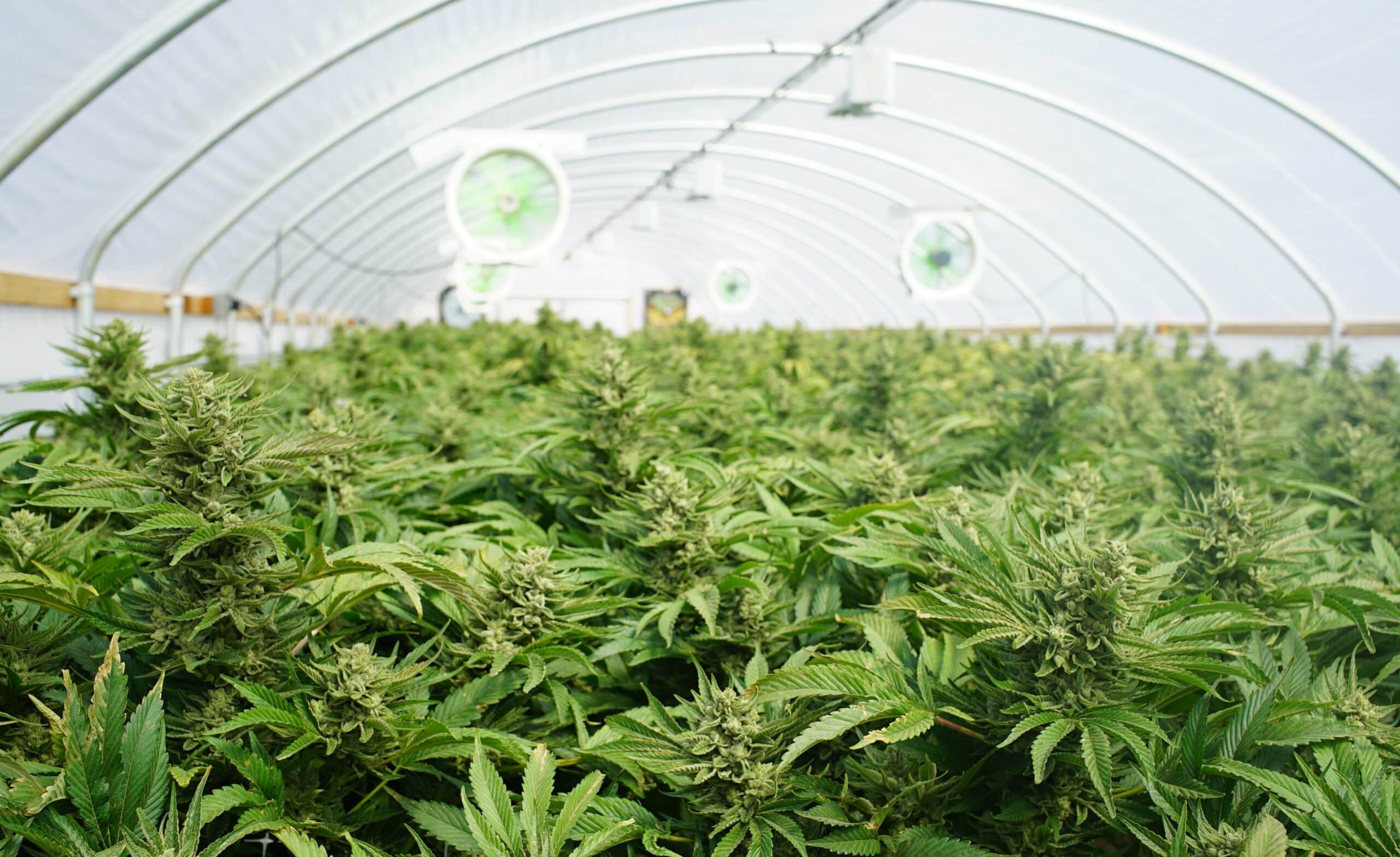 greenhouse filled with marijuana plants