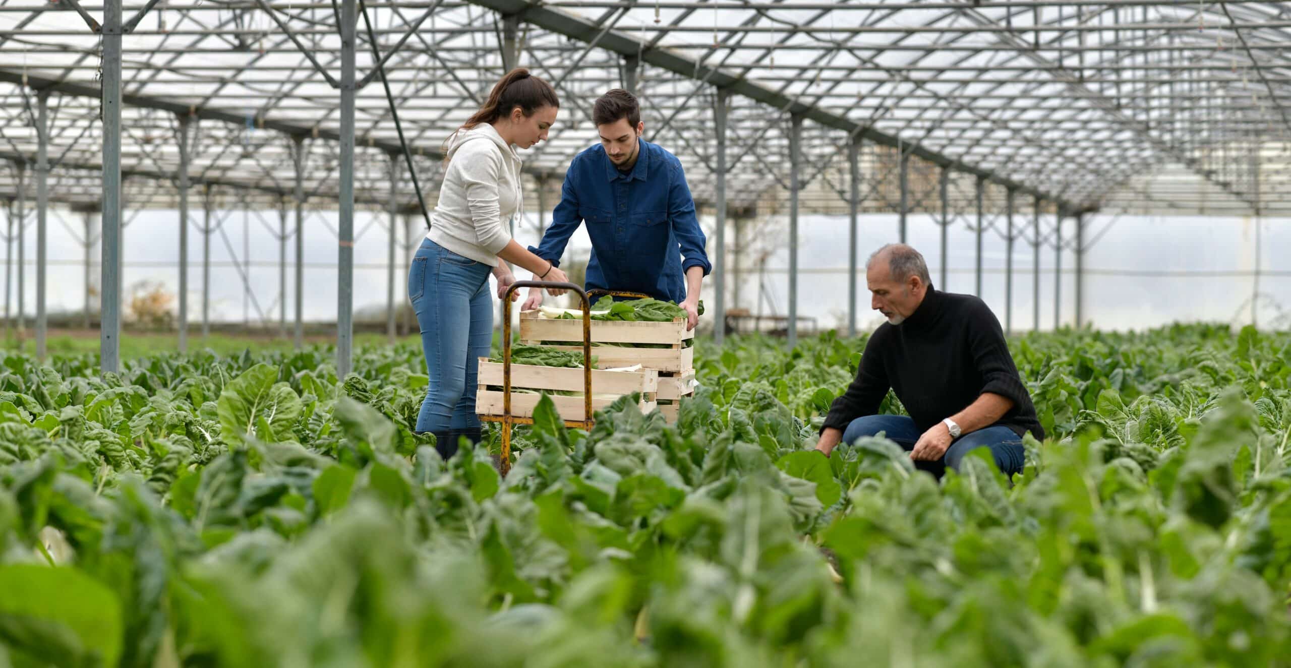 Greenhouse management professionals counting and packaging produce.